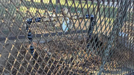 Exterior yard box or meter enclosure behind a galvanized chain-link fence, with a brass ball valve assembly visible in the background and black-and-white banded flex conduit or corrugated pipe risers in the foreground, likely a backflow preventer or irrigation shutoff installation at grade level.